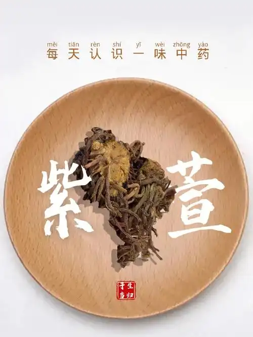 每天认识一味中药紫萱