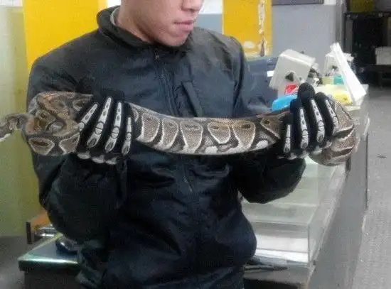 大学生快递托运蟒蛇 机场安检员吓一跳