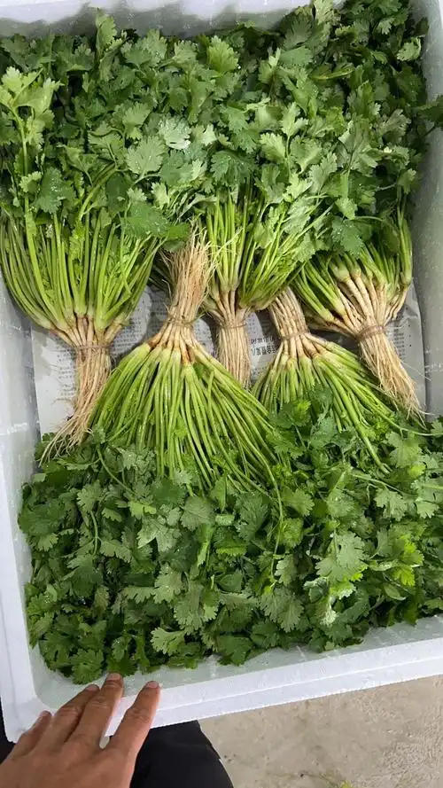 云南香菜精品大叶香菜质量保证产地一手货源货源稳定