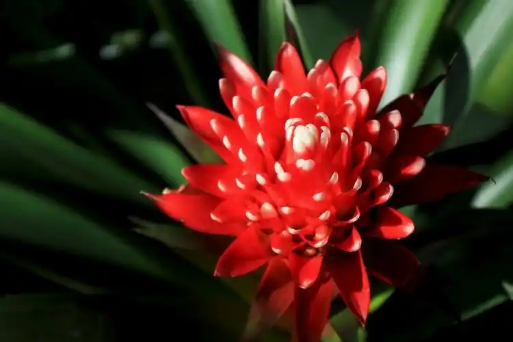 凤梨花-中关村在线摄影论坛