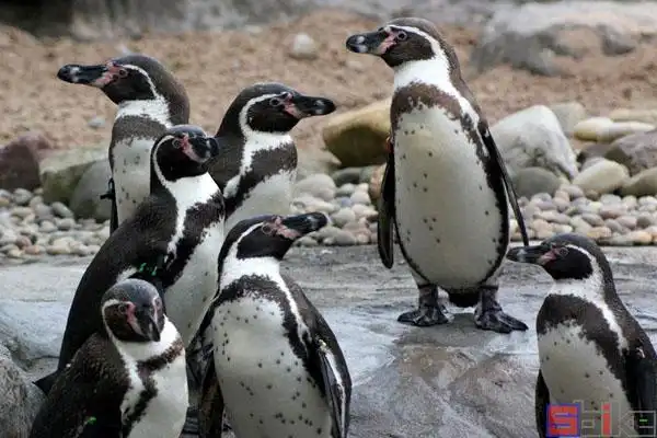 环企鹅属鸟类,原产于南美洲智利,秘鲁西海岸,繁殖于洪堡沿岸亚热带