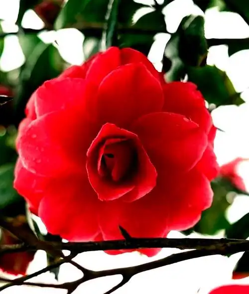 一树胭脂为谁开