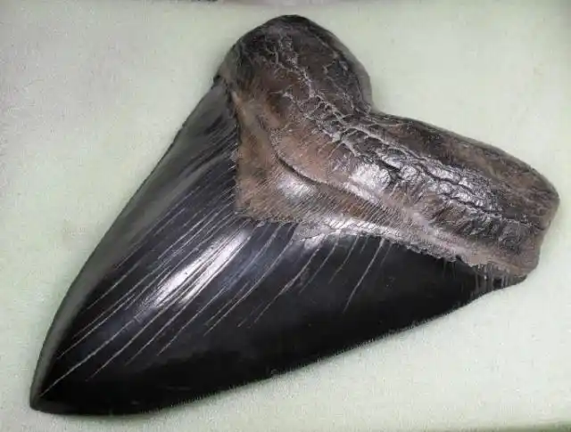 巨齿鲨的巨大牙齿化石