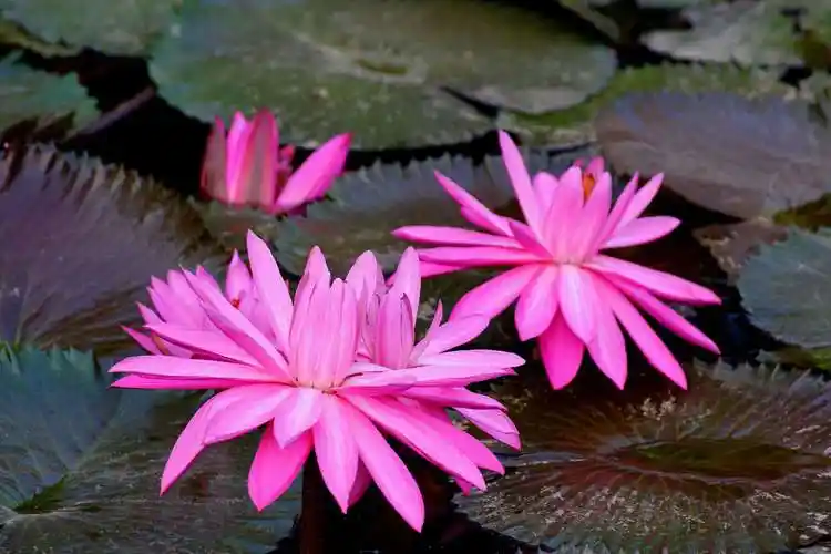 红睡莲花图片红睡莲图片红睡莲植物图片