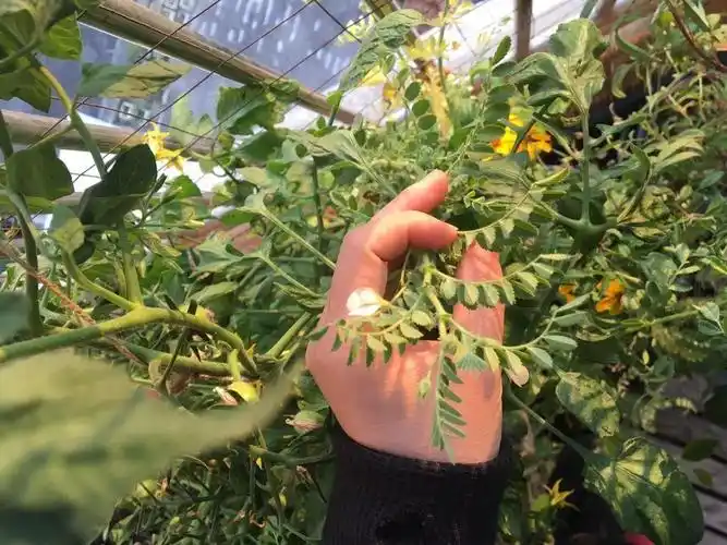 南方阳台能种鹰嘴豆吗第一次种鹰嘴豆开花了