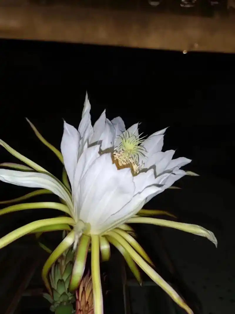 最美的花朵 #昙花一现 #每种绽放都有力量 生命滴意义不在 - 抖音