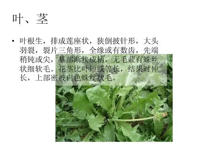 叶,茎   叶根生,排成莲座状,狭倒披针形,大头 羽裂,裂片三角形,全缘或