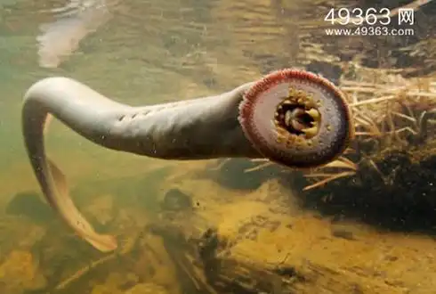 七鳃鳗科七鳃鳗亚科的海七鳃鳗族3属,上唇齿板窄,有2-3齿尖,口盘齿呈