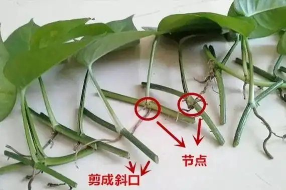 绿萝春天扦插方法春天扦插绿萝方法