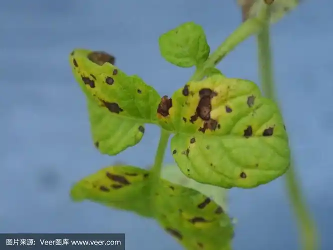 番茄病害(叶斑病)
