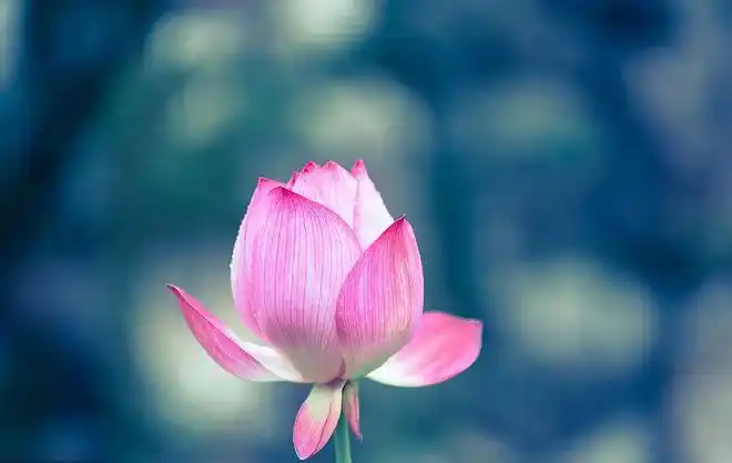 圣洁的心灵排除杂念化成莲花宝座在佛身边沐浴佛的圣光绽放千年我是佛