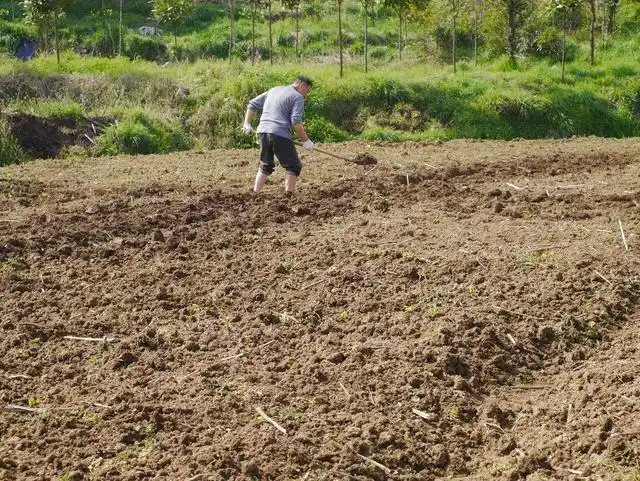 河北老汉翻地他做梦也没想到一锹下去即将打破七项世界纪录