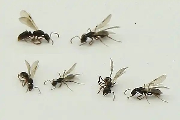 飞蚂蚁怎么会出现在家中