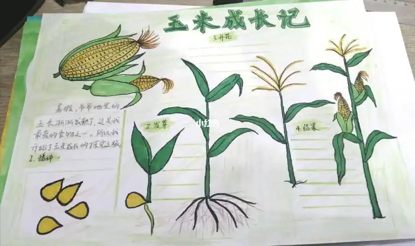 玉米观察日记手抄报