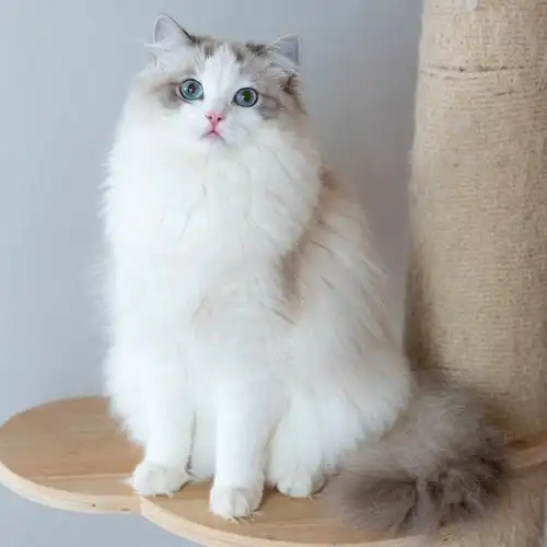 可乐是我很喜欢的蓝山双布偶猫给我可乐崽崽打call,我超级爱你_(61