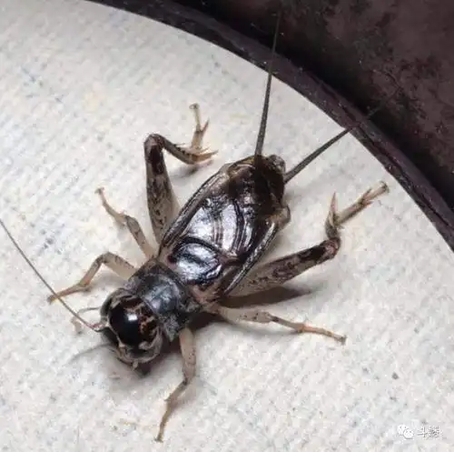 几百年最凶虫王蟋蟀 - 搜狗图片搜索