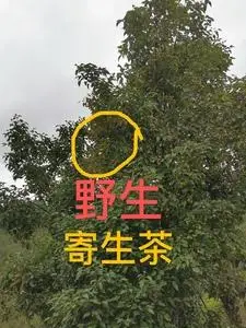 桑寄生茶野生松树寄生茶黄皮树寄生茶植物龙眼树寄生杨桃树寄生草