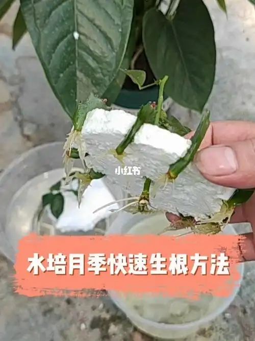 水培月季花