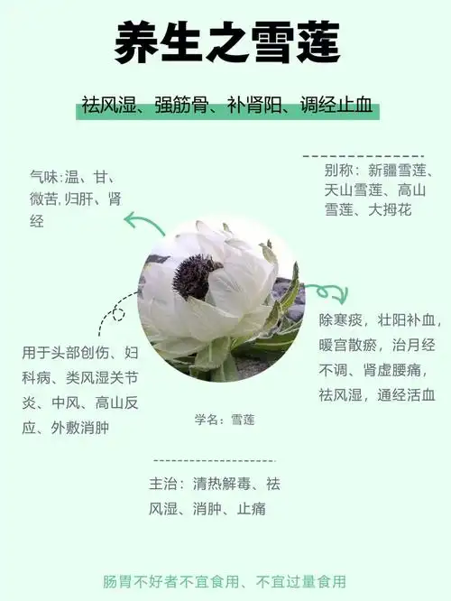 养生之雪莲