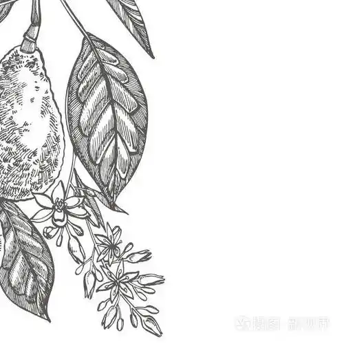 热带夏季水果雕刻风格插图