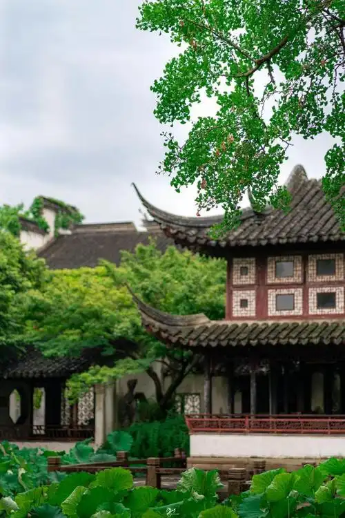 影像雨探留园夏荷