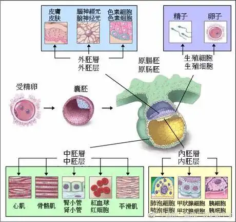 宝宝不出汗缺牙可能是得了这个病外胚层发育不良
