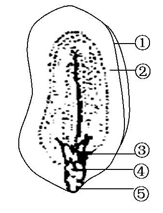 莱芜检测)小吴观察了花生种子后,绘制了如图所示的花生种子结构模式图