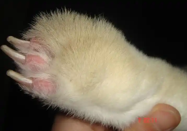 兔子后脚上的毛盖不住指甲是病了吗