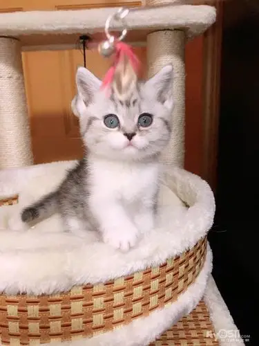 美短鱼骨纹加白弟弟 [广告推广]