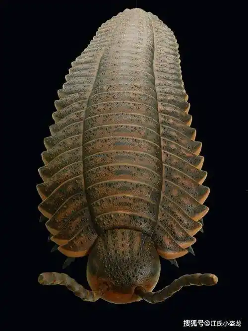 节胸正反面的线图,图片来自网络节胸的样子既不像蜈蚣,又不像马陆