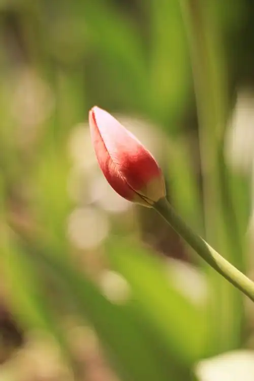 晒春花# 太子湾公园含苞待放的郁金香