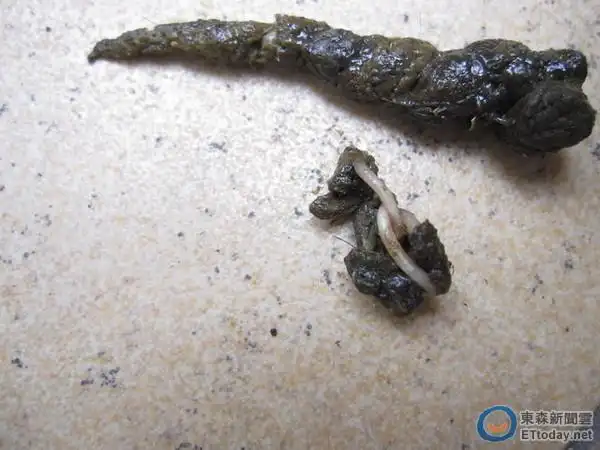 乌来山区毛孩吐出「蠕动面线」 都是「蛔虫」在作怪!