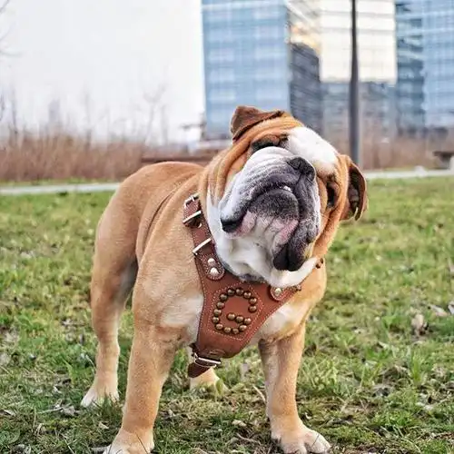 几百年前用来斗牛,几百年后只能卖萌,斗牛犬经历了什么?