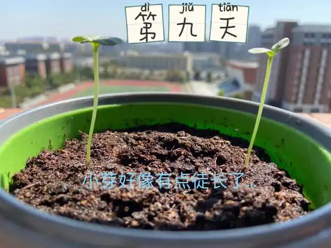 百日草成长日记30