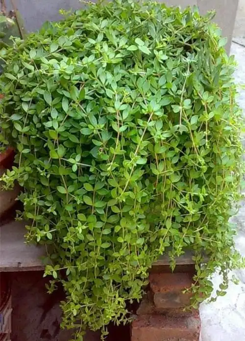 吊盆植物花卉有哪些垂吊植物有哪些