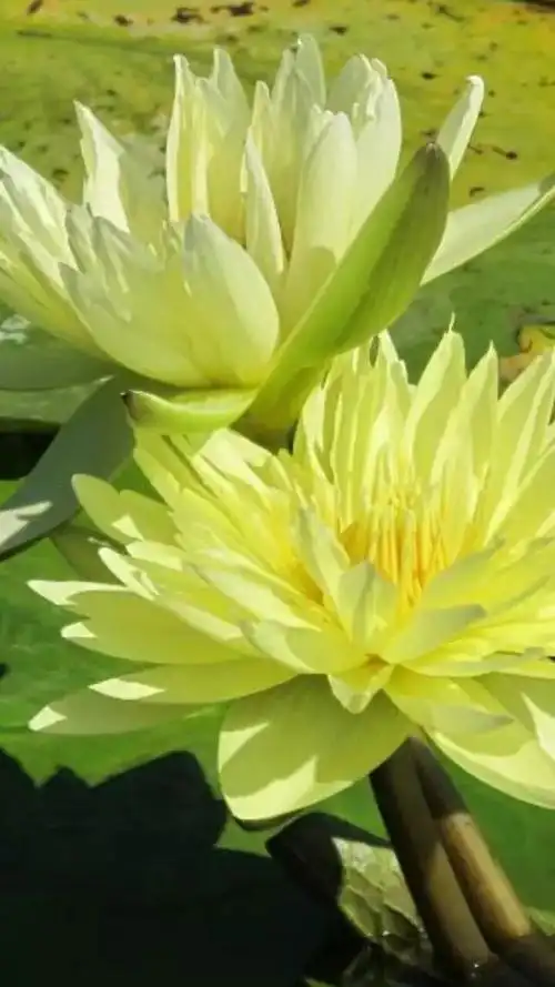 佛地金莲花 - 美篇