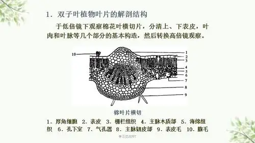 实验六叶的解剖结构课件