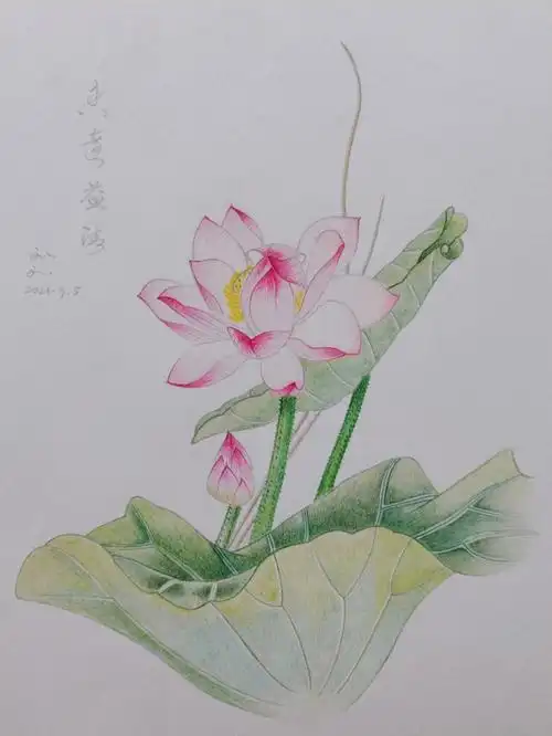 彩铅练习一一荷花