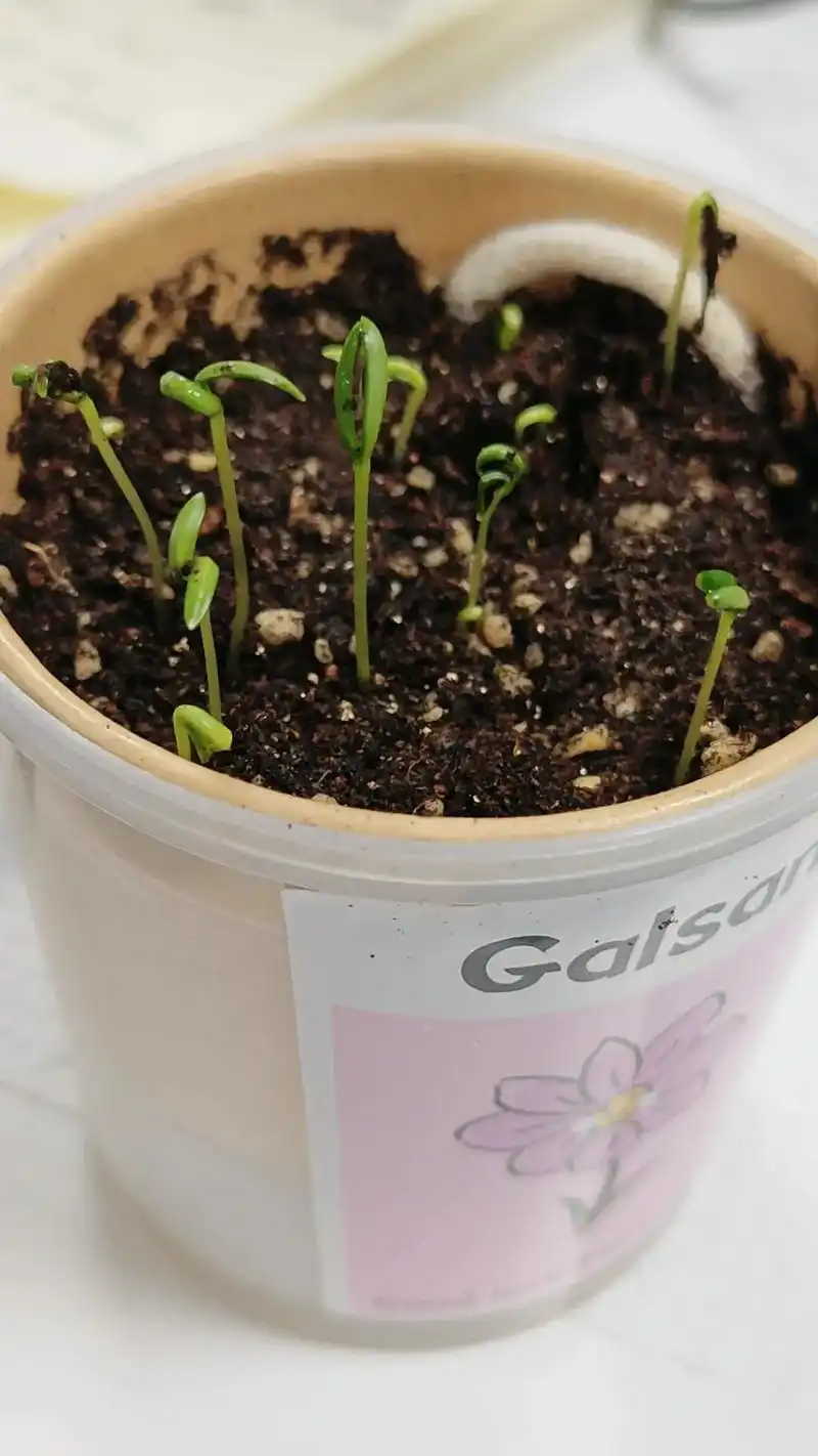 抽到了一盆格桑花发芽周期:3天盖膜处理 #记录我的种植生 - 抖音