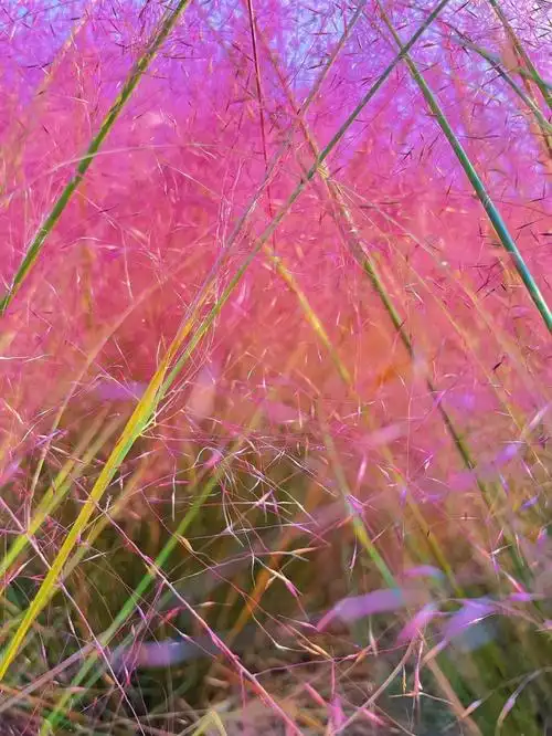 治愈系风景 #粉黛乱子草  #花海  #秋意浓