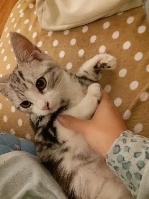 猫好好酱换牙了!(°°) 来自一只废宅顾顾酱 - 微博