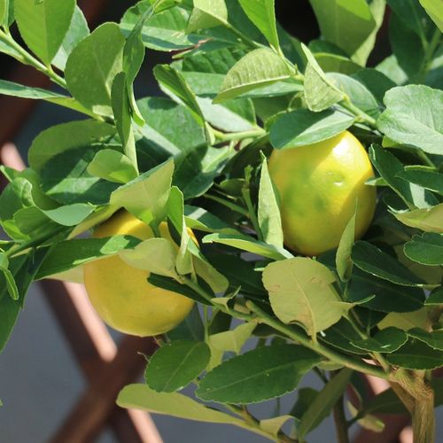 春沭高杆柠檬树尤力克柠檬树香水柠檬树带花带果香水柠檬3年苗当年