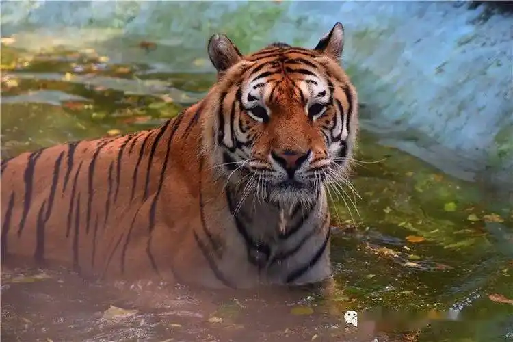 乘风破浪的霸气母老虎"六一"_手机搜狐网