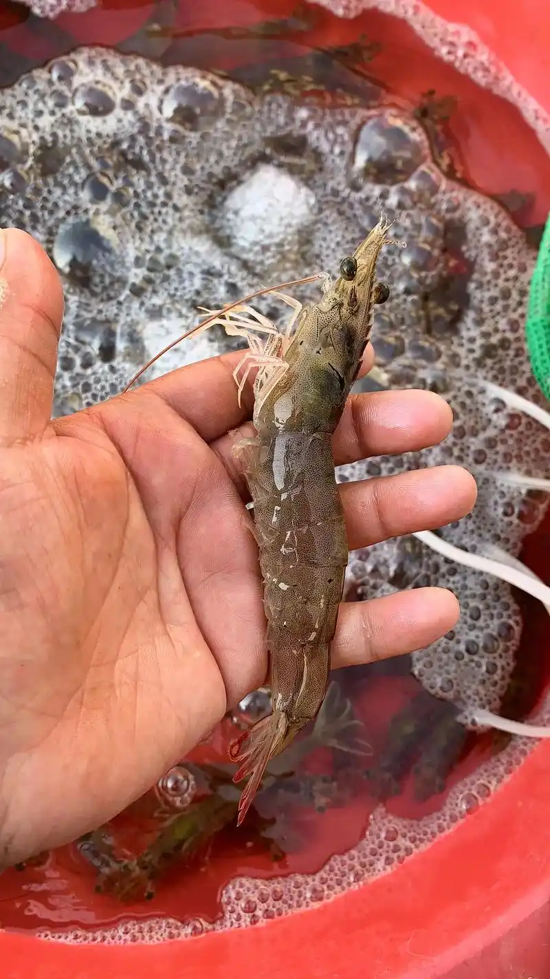 一个内地养殖淡水南美白对虾的过程.