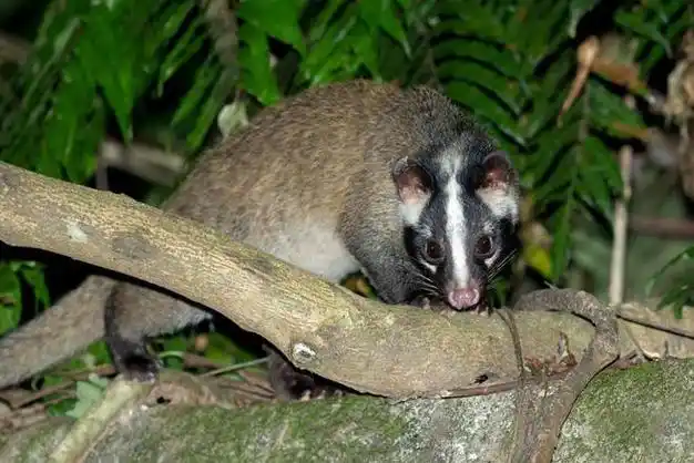 邵阳果子狸私闯民宅还凶人果子狸的怪名字怎么来的被咬伤风险大