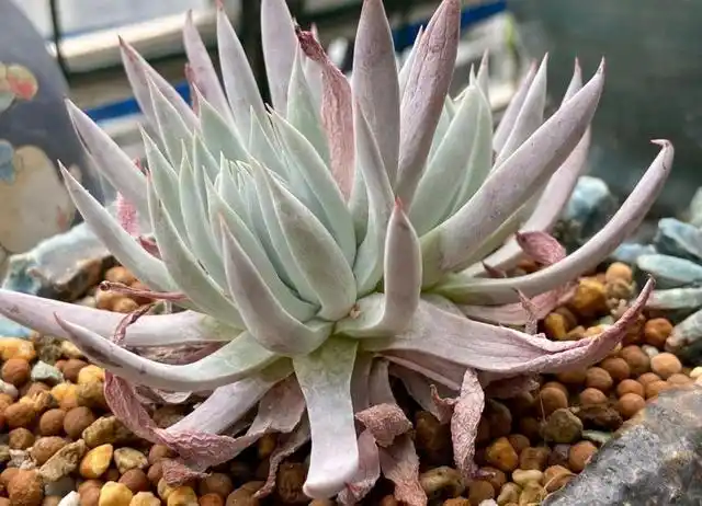 叶子泛红,叶片厚度比宽叶仙女杯厚实,是一个非常好看的品种,它根皮实