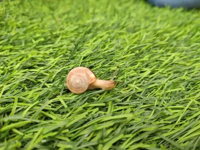 班本课程——寻找蜗牛