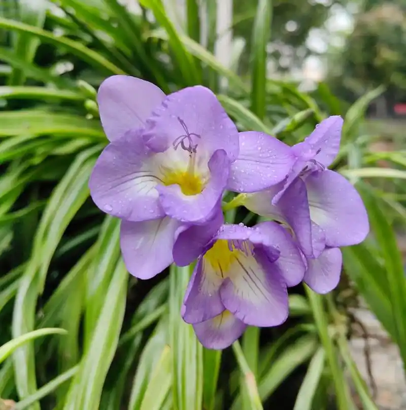养了几年的吊兰竟然开花了,第一次看见吊兰花,被惊艳到了