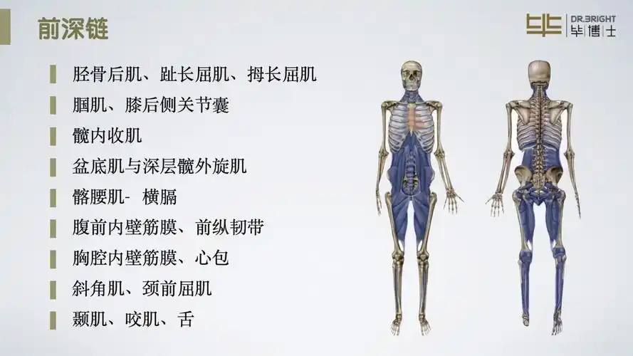 肌筋膜链看康复