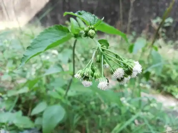 苍术的功效与作用!苍术种植技术与栽培技术!苍术种植条件和方法